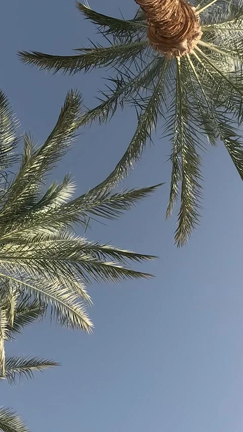 A Serene View of Lush Palm Trees Against a Clear Blue Sky, Capturing Nature's Stock Footage 332145755