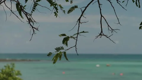 Serene View of Ocean with Tree Branches in Foreground Stock-Footage 307833255