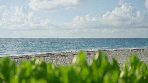 Serene view of Palm Beach with clear and vast ocean. Lush green foliage and Stock Footage 275905433