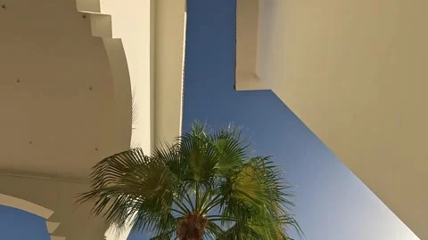 A Serene View of Palm Trees Framed by Architectural Elements Under a Clear Blue Stock Footage 331058094