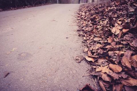 A serene view of a paved path bordered by a thick layer of dry, brown autumn  Stock Photos