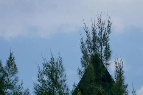 A serene view of pine trees against a stunning sky, showcasing nature beaut.. Stock Photos