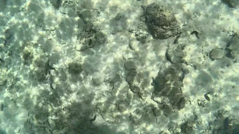 Serene view of the sandy seabed with rocks at Ad Dimaniyat Islands Stock Footage 295094553