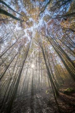 A serene view showcasing sunlight gently piercing through the lush trees in a Foto stock