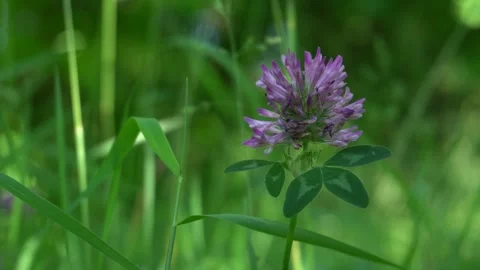 Serene view of small orchard field in rural countryside. Stock-Footage 336392038