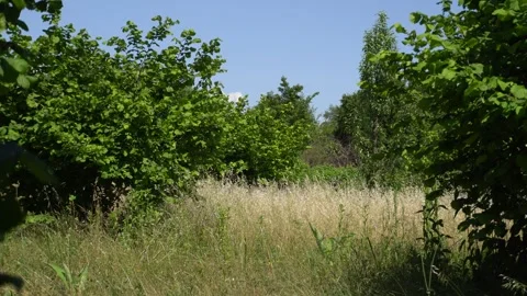 Serene view of small orchard field in rural countryside. Stock-Footage 336392186