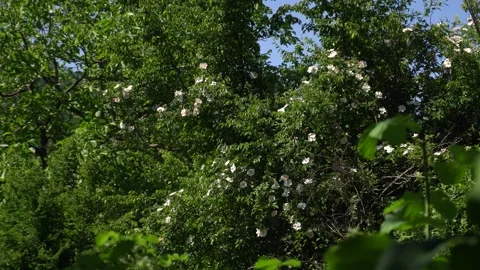 Serene view of small orchard field in rural countryside. Stock-Footage 336392466