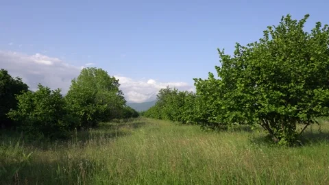 Serene view of small orchard field in rural countryside. Stock-Footage 336392586