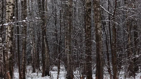 A Serene View Of Snow Falling Gently Among Birch Trees In A Dense Winter Forest  Stock Footage 321457793