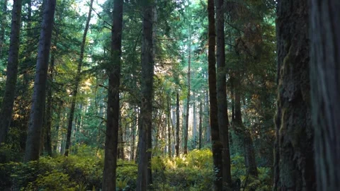 Serene View of Sunlit Evergreen Forest in PNW Stock Footage 302769701