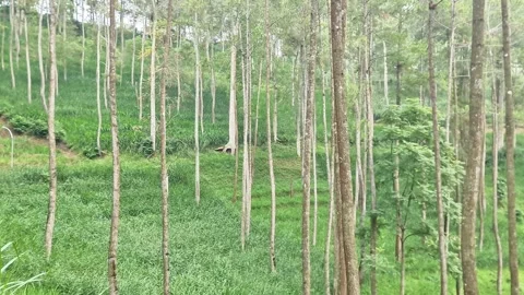 Serene View of Tall Slender Pine Trees in a Peaceful Woodland Forest Stock-Footage 334584059