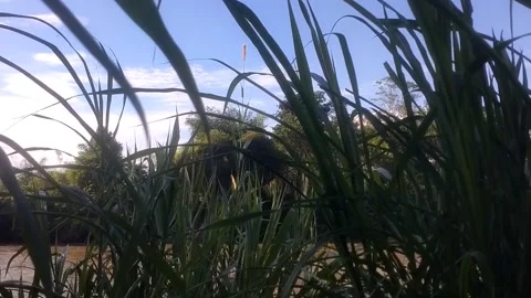 A Serene View of Tall Sugarcane Crops Видео 335081493