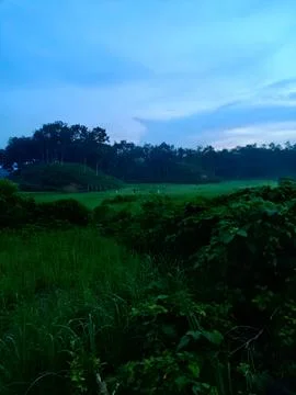 Serene View Through Forest Trees at Dusk Stock Photos