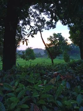 Serene View Through Forest Trees at Dusk Stock Photos