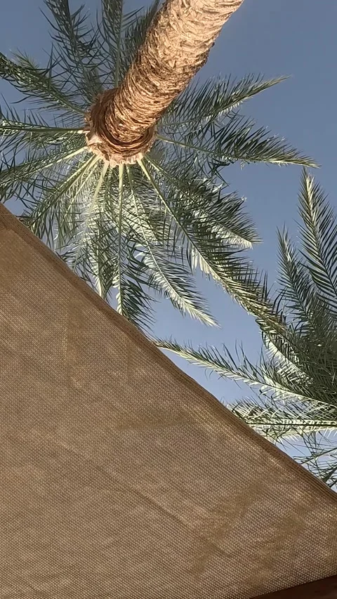 A Serene View Through Palm Trees: Gazing Up at Lush Greenery and a Bright Blue Stock-Footage 332145746