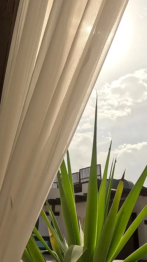 A Serene View Through Sheer Curtains Framing a Lush Plant and Bright Sunlight in Vidéo 330095835