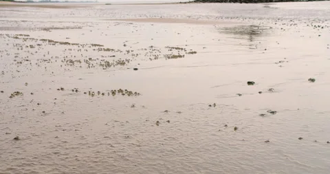 A serene view of tiny crabs dotting the wet reflective sand beach during low tid Stock Footage 276300995