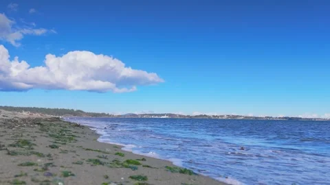 Serene view of Willows Beach with seaweed-dotted sand in Canada Stock Footage 293815758
