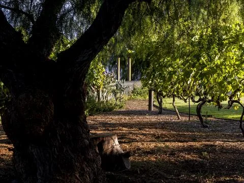Serene vineyard path under lush, leafy trees with sunlight filtering through Fotos de archivo