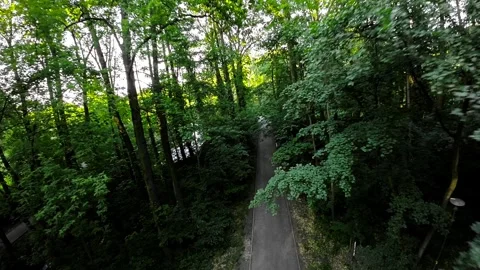 Serene Walk Through the Forest Video stock 278495602