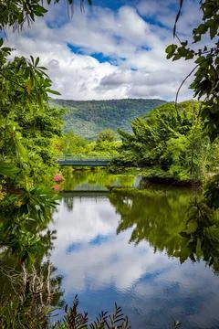 A serene walking bridge spans a calm river, mirroring the lush tropical foliage Stock Photos
