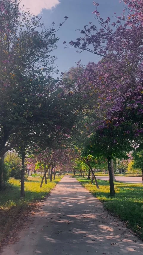 Serene walkway surrounded by blooming trees and vibrant greenery in springtime Stock Footage 308722022
