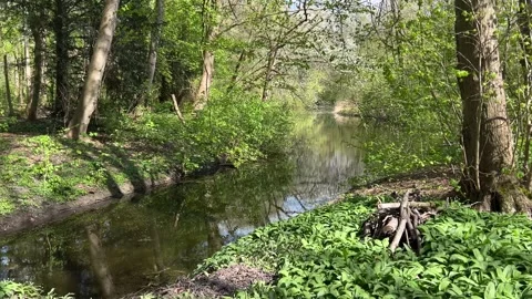 Serene Water Reflection in Amsterdam Forest with Lush Spring Vegetation Stock-Footage 334149999