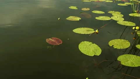 Serene water surface with lily pads and small yellow flowers in calm water Stock Footage 337128136