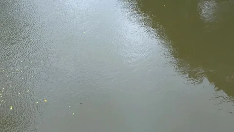 Serene water surface reflecting sky and trees with gentle ripples and scatt.. Stock-Footage 340056151