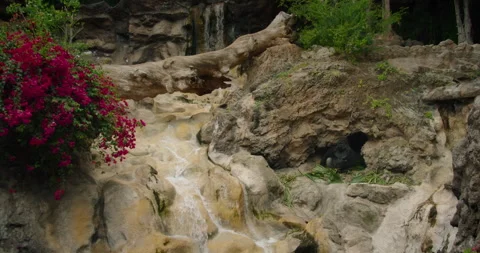 A serene waterfall cascading down a rocky terrain with a gorilla nestled in a Stock Footage 295160258