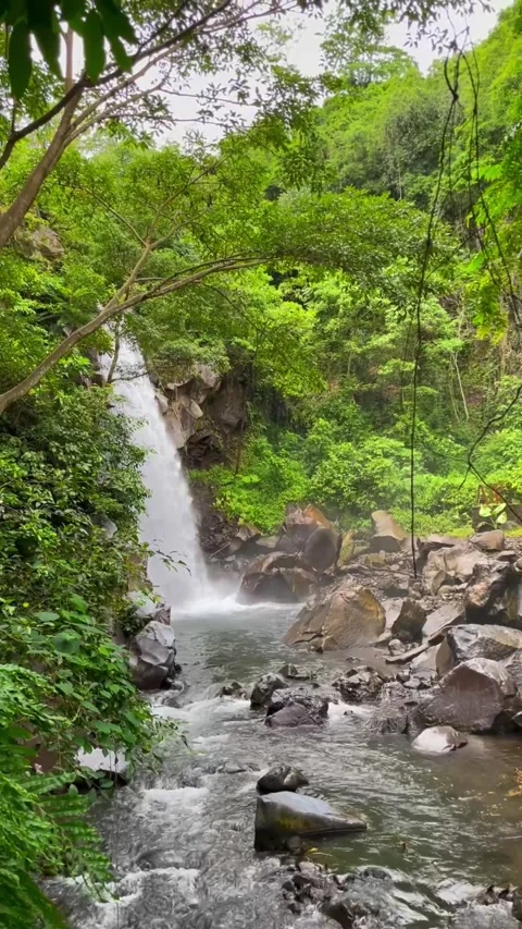 Serene Waterfall Cascading Through Lush Tropical Forest Stock Footage 296782174