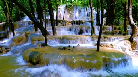 Serene Waterfall Cascading Through Lush Tropical Forest Stock Footage 311102183