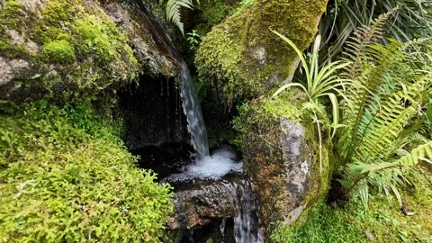 Serene Waterfall in Lush Forest Stock Footage 305274041