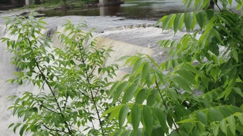 Serene Waterfall View Through Fresh Green Foliage Stock Footage 264074646
