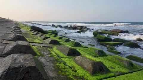 Serene Waves on Mossy Tetrapods Stock Footage 290080863