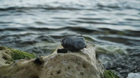 Serene Wet Stone With Gentle Rain. Peaceful Nature Details With Rippling Stock Footage 345500074