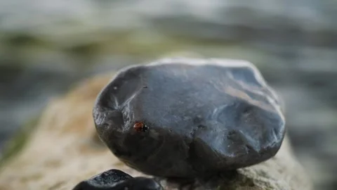 Serene Wet Stone With Gentle Rain. Peaceful Nature Details With Rippling Stock Footage 345500087
