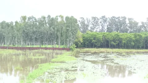 Serene Wetland Reflection Landscape Видео 343909204