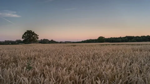 Serene Wheat Field at Sunset Stock Footage 303942588