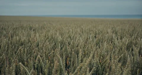Serene Wheat Field: Tranquil Waves of Grain Видео 277446600