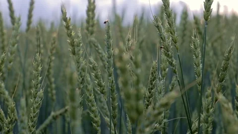 Serene Wheat Fields at Sunset Featuring a Beetle in the Countryside Stock Footage 280673981