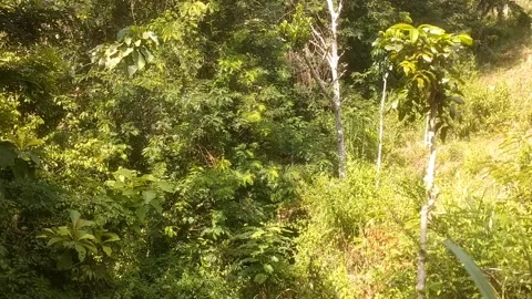 The Serene Whisper of the Green Forest 動画素材 335936889
