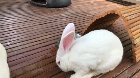 Serene White Bunny Stock Footage 274516984