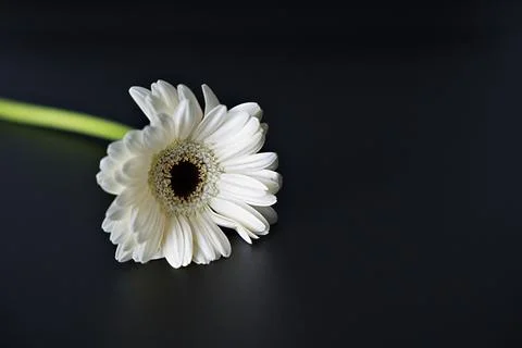 Serene white gerbera resting elegantly on a dark background with a top-down.. Stock Photos