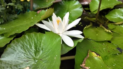 Serene White Water Lily Bloom Stock Footage 288683789