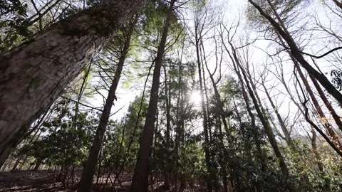 Serene Wide Angle View of Bare Trees In Forest Looking Up Into Sun Stock-Footage 315224952