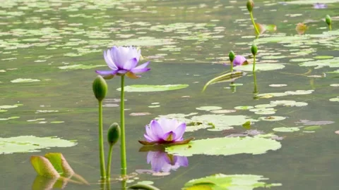 Serene wide shot of multiple vibrant pink lotus flowers Stock Footage 340514144