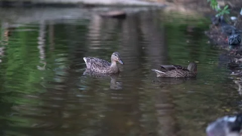 Serene wildlife scene featuring a single duck gliding through still pond waters Stock Footage 340481432