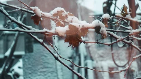 "Serene Winter Branches with Falling Snow Nature Close Up Stock Footage 302640266