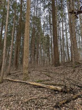 Serene Winter Forest with Bare Trees and Leaf-Covered Ground in Pennsylvania. Stock Photos